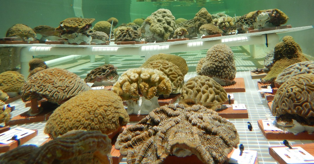 Highly trained staff at AZA-accredited facilities provide care for over 800,000 animals, including endangered &amp; government-owned species like rescued Florida corals. Urge Congress to provide funds for zoos and aquariums hit hard by COVID-19. bit.ly/HelpZoosAndAqu…
📸: C. Denison