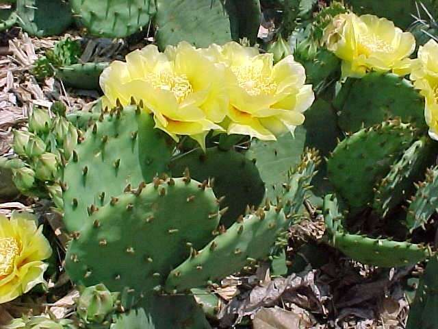 sazanfattah's tweet photo. Yellow cactus flower🌵
#cactus #cactos #cactusgarden #cacti #cactusmagazine #cactusworld #cactolovers #cactuslove #garden #flower #cactusflower #plant #yellowcactus #kaktus #kaktü
#blooms #desertgarden #CactusTweets #TwitterKurds #kurdistan #erbil #iraq https://t.co/AZUXpJiwfO