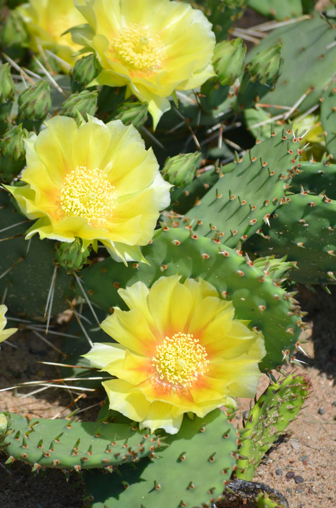 sazanfattah's tweet photo. Yellow cactus flower🌵
#cactus #cactos #cactusgarden #cacti #cactusmagazine #cactusworld #cactolovers #cactuslove #garden #flower #cactusflower #plant #yellowcactus #kaktus #kaktü
#blooms #desertgarden #CactusTweets #TwitterKurds #kurdistan #erbil #iraq https://t.co/AZUXpJiwfO