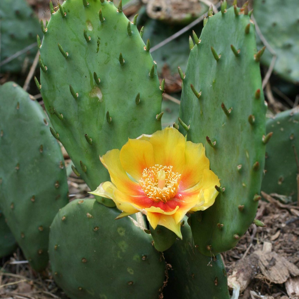 sazanfattah's tweet photo. Yellow cactus flower🌵
#cactus #cactos #cactusgarden #cacti #cactusmagazine #cactusworld #cactolovers #cactuslove #garden #flower #cactusflower #plant #yellowcactus #kaktus #kaktü
#blooms #desertgarden #CactusTweets #TwitterKurds #kurdistan #erbil #iraq https://t.co/AZUXpJiwfO