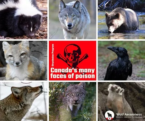 It's time to ban the use of poisons in Canada: bit.ly/31djUyk #wolves #WildlifeWarriors #compassion