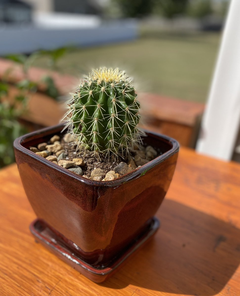 smilybean04's tweet photo. Dear world, meet Lolaπ΅
I even repotted her by myself #winning #notagardenerbuttrying #shessharp https://t.co/yrkhiG9iQR