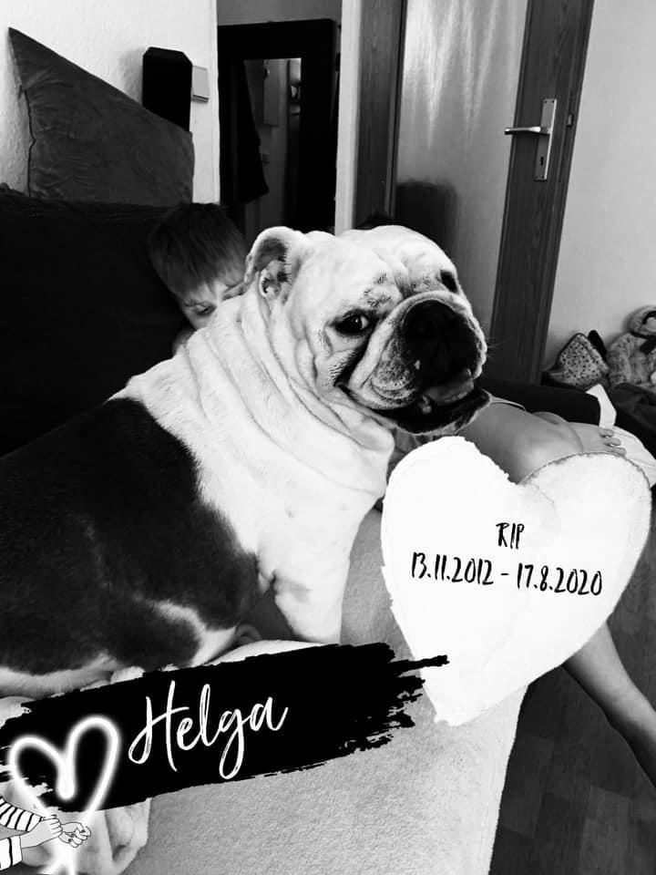 BulldogHelga's tweet photo. Goodbye my princess Helga 🌈🥺😔🐾 https://t.co/ga6n3iA8En