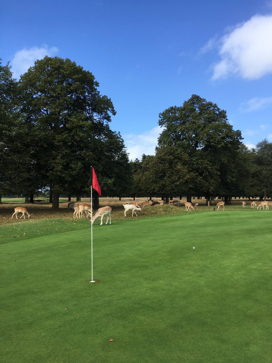 startupmummy's tweet photo. I have 2 young kids and run a tech business but I always make time to play golf because it is the one thing I do which I love which takes my mind off the daily grind. Mental health and passion for the game is #WhyIGolf. Would love to see more women, esp mums, play! @EnglandGolf https://t.co/9zcrzGIclf