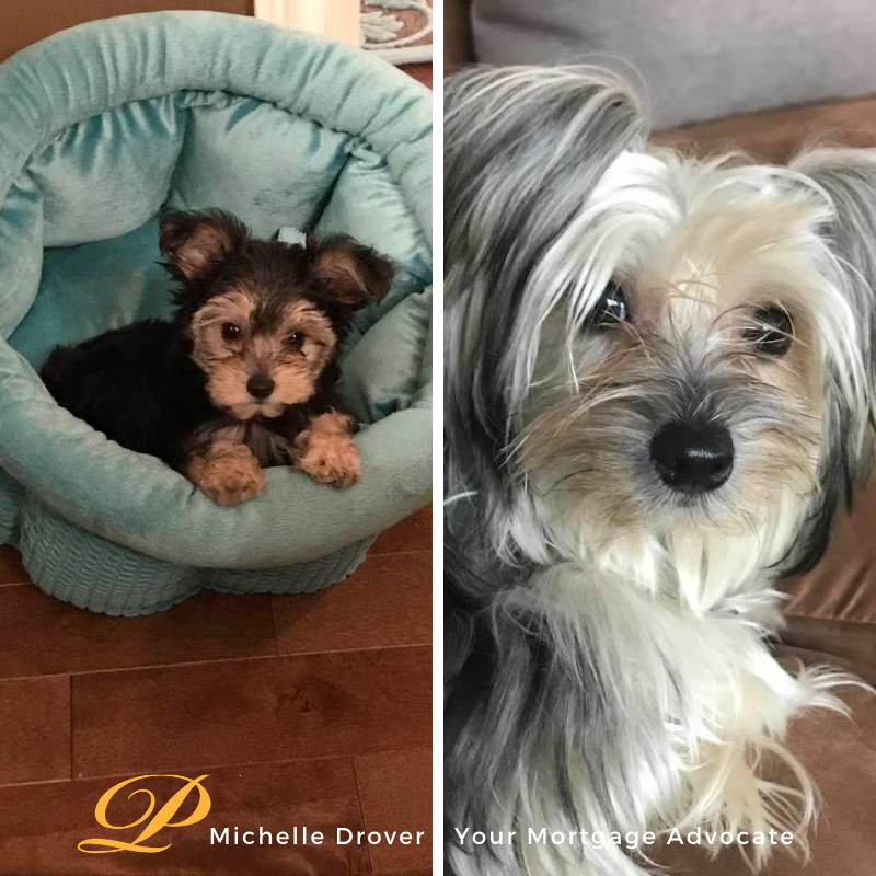 MLDrover's tweet image. This little bundle of love came to me 3 years ago. She has changed so much and it's hard to believe she is the same dog. 

Sasha has brought so much joy to our family. ❤️

Join me and post a photo of your pups, too!