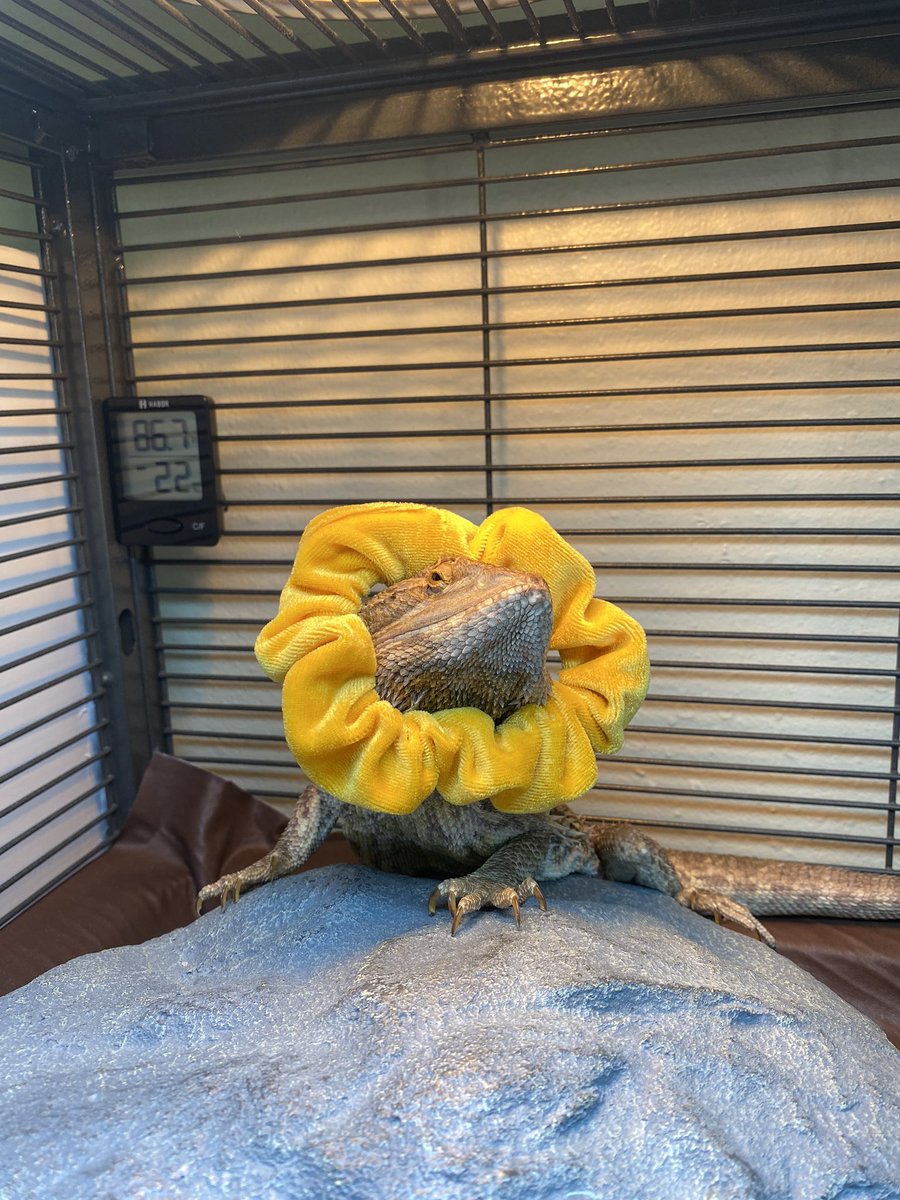 love_calissa's tweet photo. Look at you sunflower boy! https://t.co/I7nG5rvIlh
