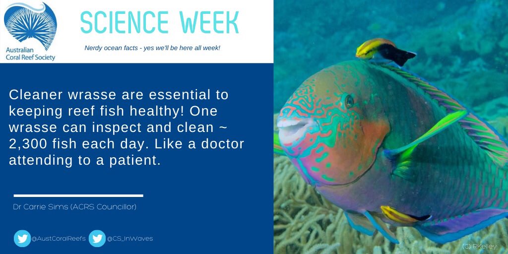 AustCoralReefs's tweet photo. Did you know there are doctors living in the ocean? They also pull their weight with patient throughput! @CS_InWaves tells us how @Aus_ScienceWeek #NationalScienceWeek https://t.co/nNhAAnuuiI