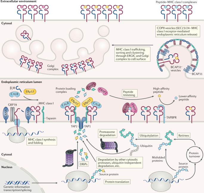 A few good peptides: MHC class I-based cancer immunosurveillance and immunoevasion dlvr.it/Rf2S6S