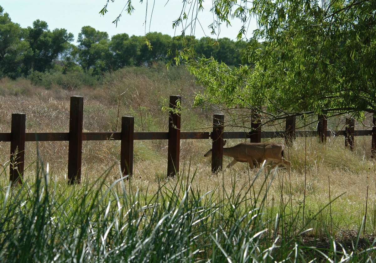 LaikenJordahl's tweet photo. Just last year, most of the Arizona border was marked by tiny vehicle barriers that wildlife could easily cross.

Now, for the first time in this continent's history, migrating animals are stopped dead in their tracks by a 30-ft mass of metal spanning most of Arizona's border. https://t.co/T293SDDTjb