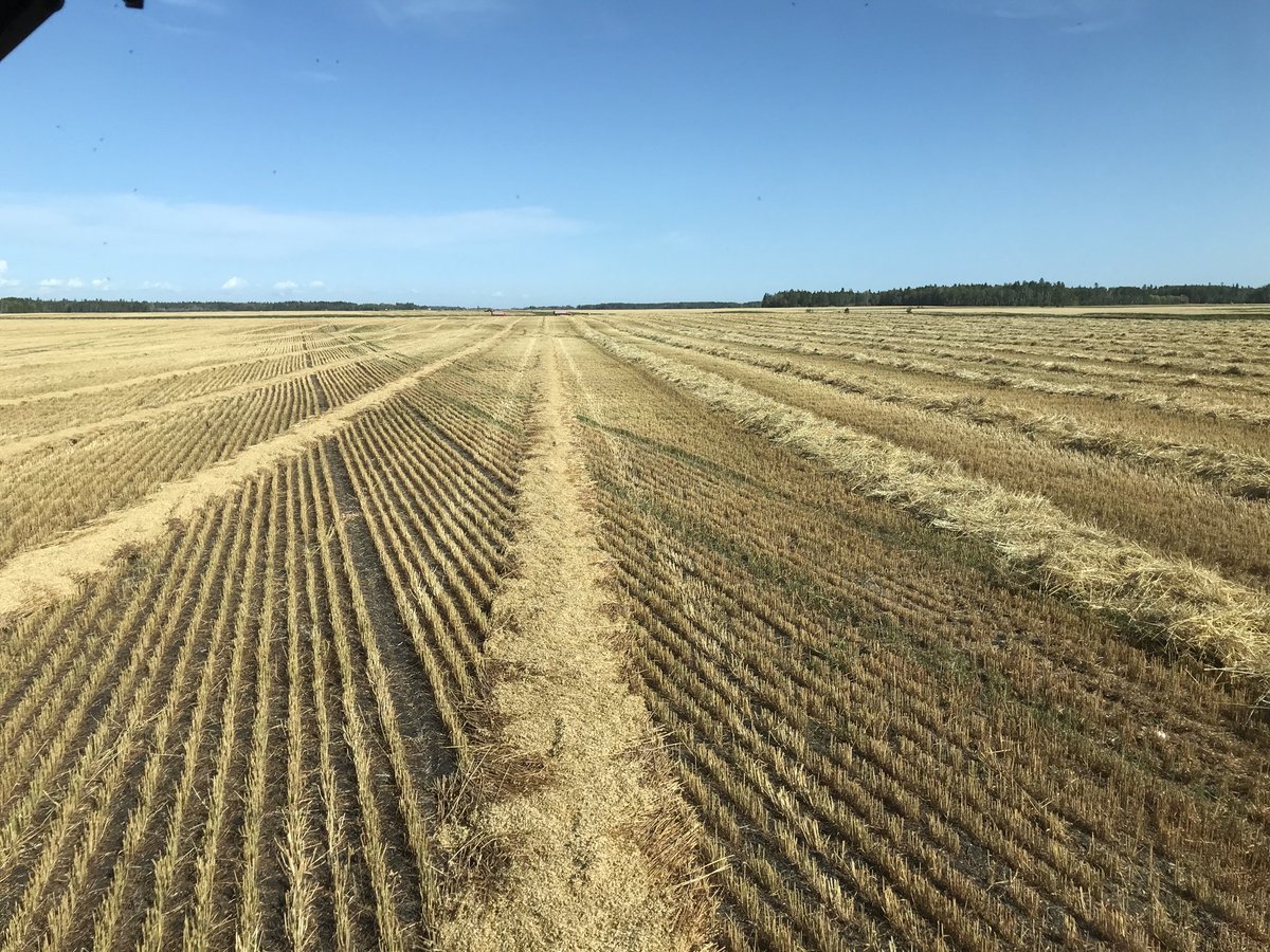 LorneBoundy's tweet photo. First real day of #Harvest2020 #oats #futurecheerios https://t.co/pXfakailP9