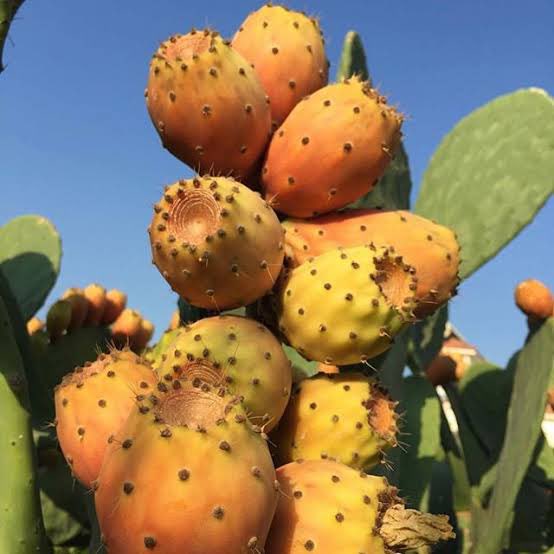 Bizim buralarda “Kürek Yemişi“ derler sizin oralarda ne diyorlar?