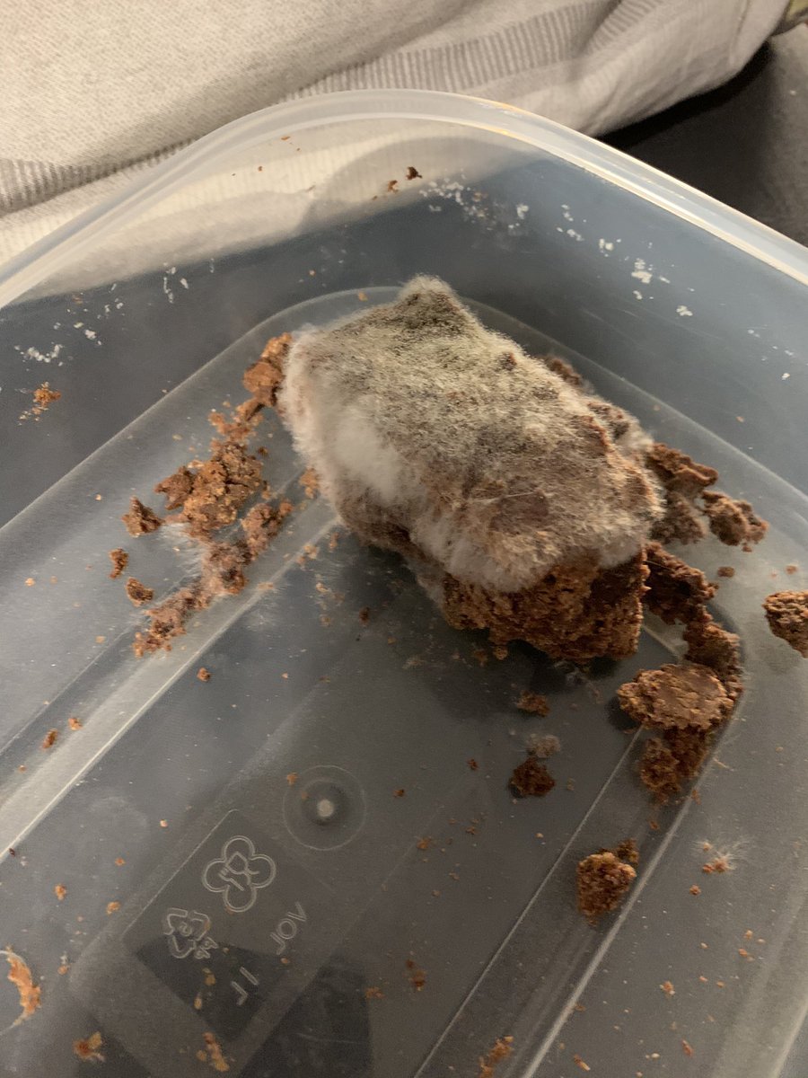 Cynosure47's tweet photo. my mate left some weed brownie under his bed and it looks like the angy cat https://t.co/fcQcXdBLfY