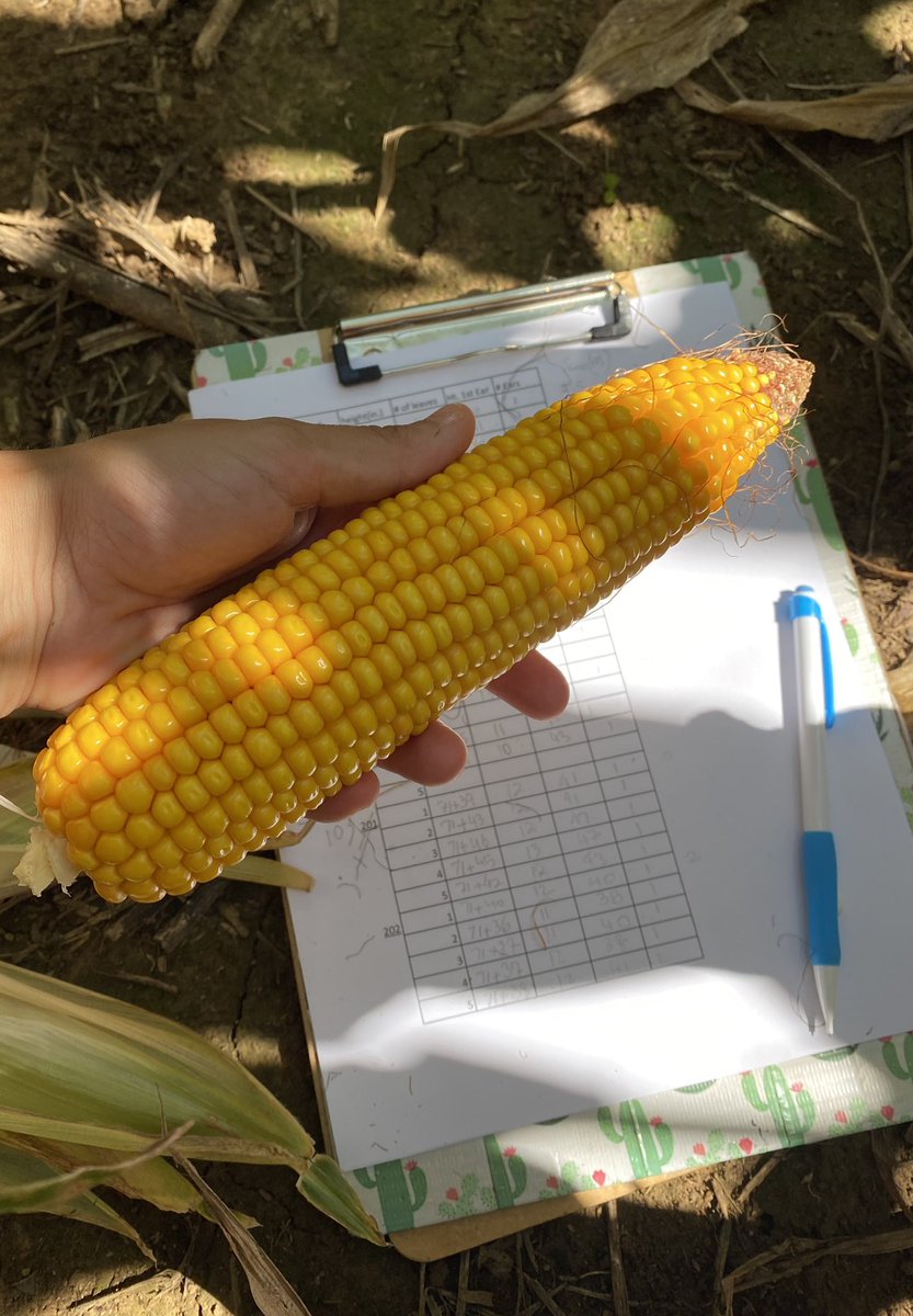 AShekoofa's tweet photo. Our 2020 corn variable rate irrigation (VRI) trial in Milan TN. #MilanREC #irrigationcorn #2020 #TCPB @UTPlantSciences https://t.co/8rkx2G7A4B