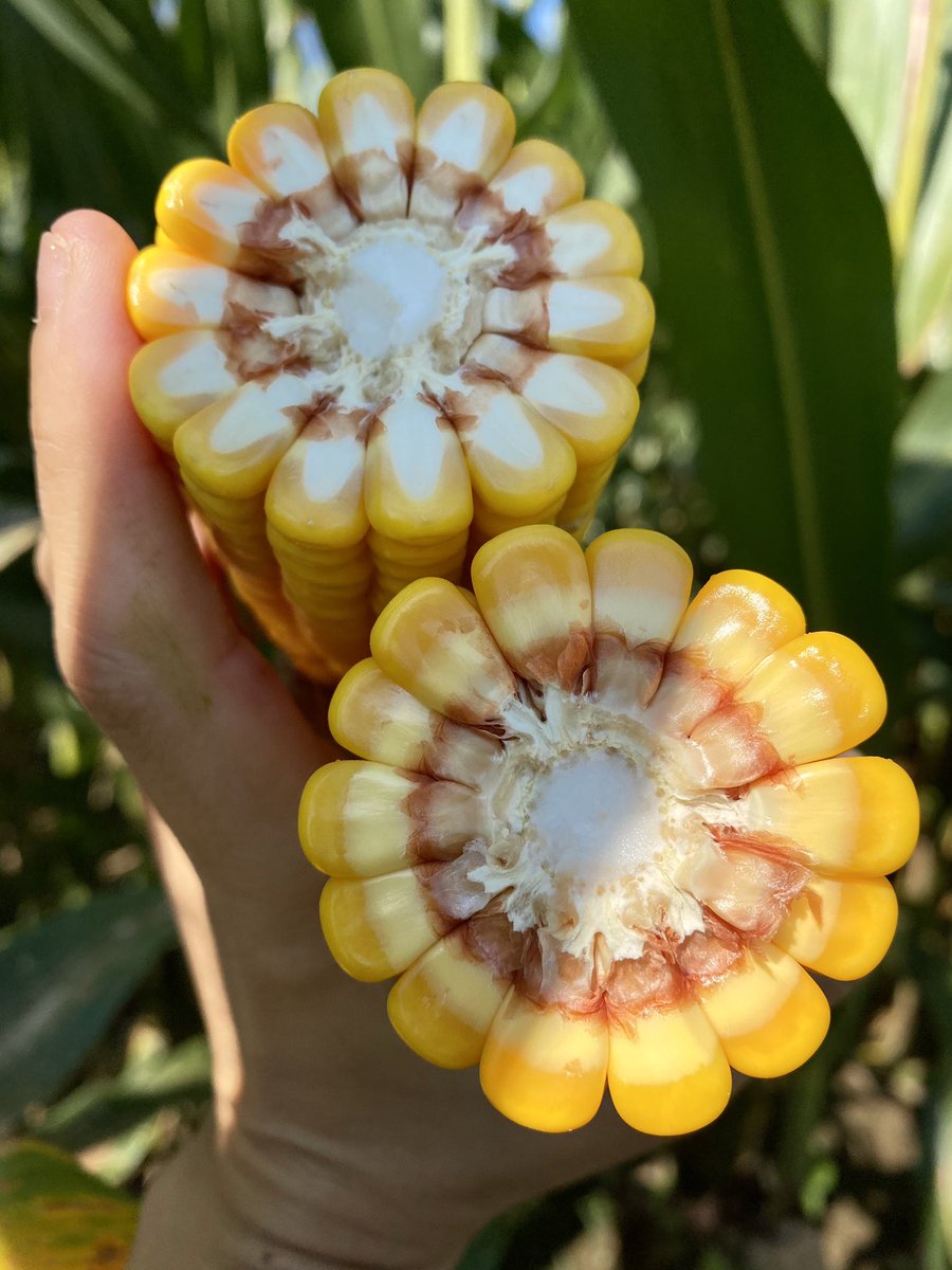 AShekoofa's tweet photo. Our 2020 corn variable rate irrigation (VRI) trial in Milan TN. #MilanREC #irrigationcorn #2020 #TCPB @UTPlantSciences https://t.co/8rkx2G7A4B