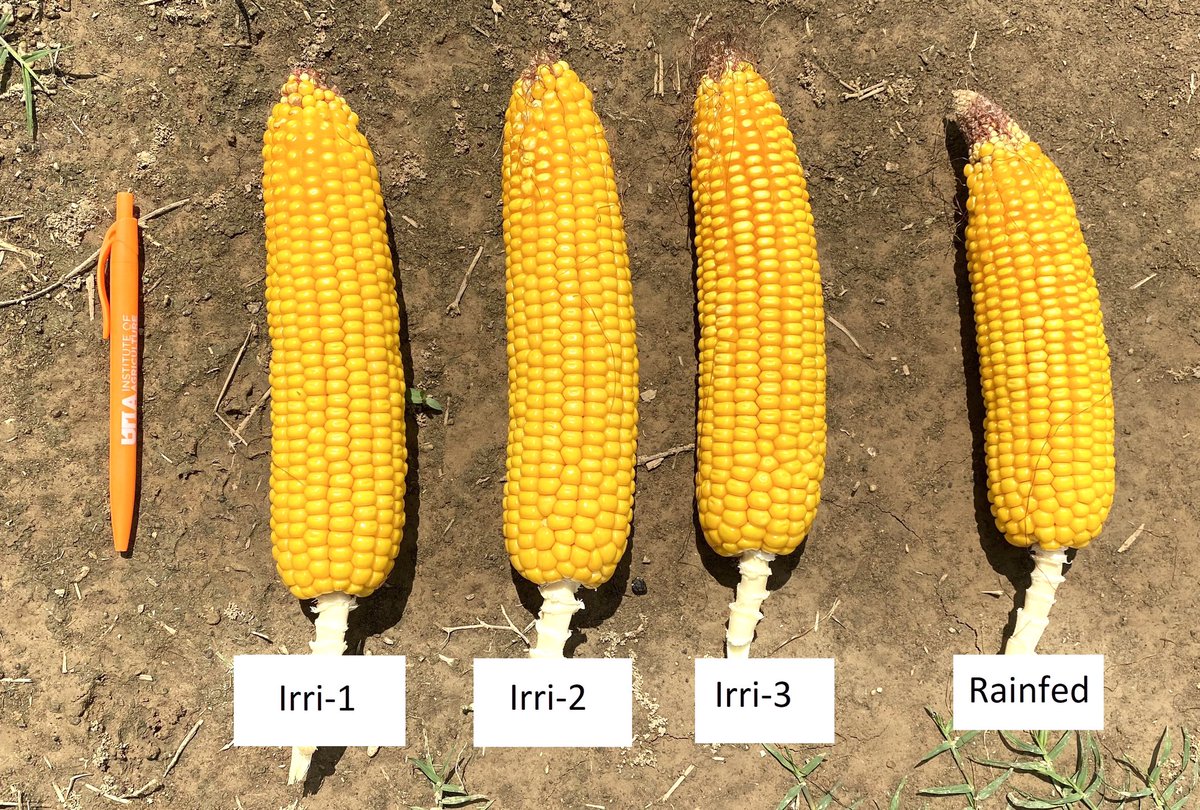 AShekoofa's tweet photo. Our 2020 corn variable rate irrigation (VRI) trial in Milan TN. #MilanREC #irrigationcorn #2020 #TCPB @UTPlantSciences https://t.co/8rkx2G7A4B