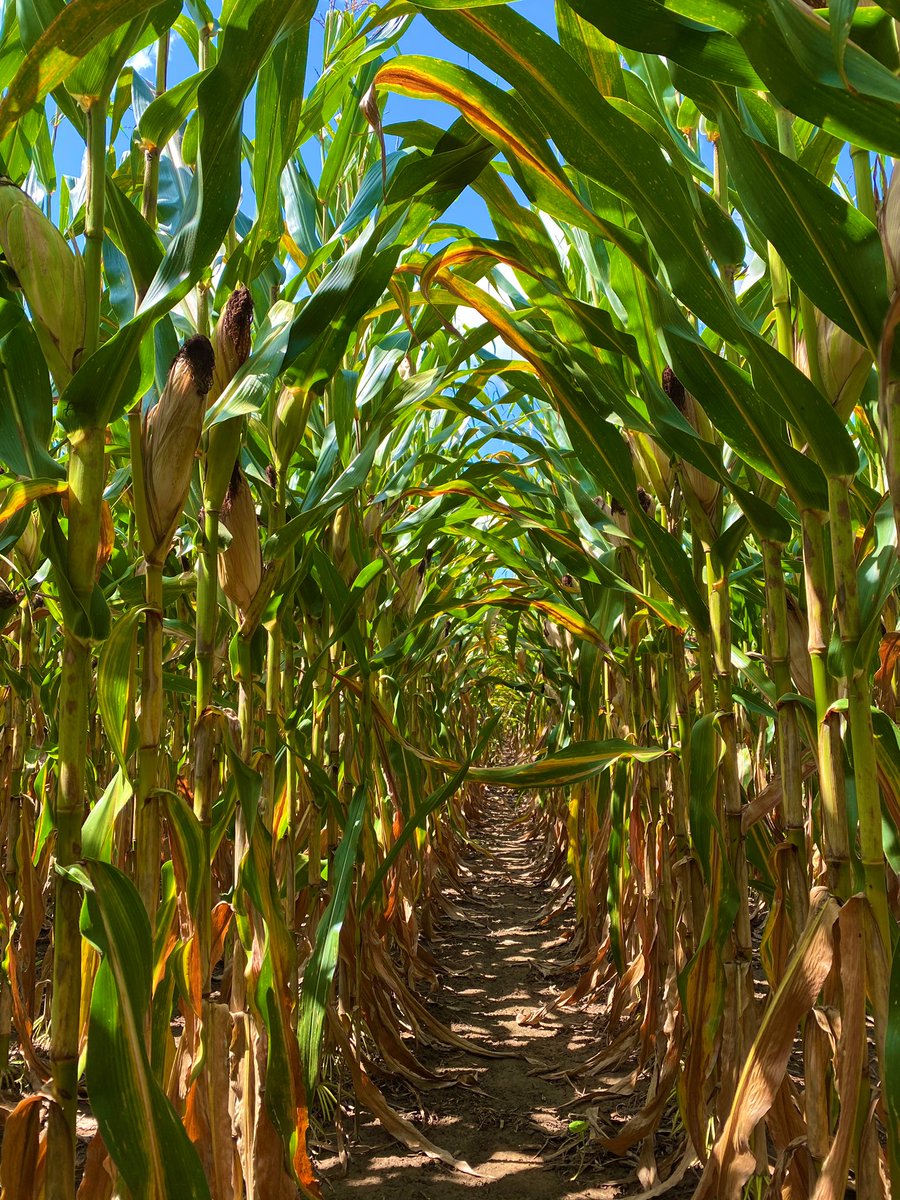 AShekoofa's tweet photo. Our 2020 corn variable rate irrigation (VRI) trial in Milan TN. #MilanREC #irrigationcorn #2020 #TCPB @UTPlantSciences https://t.co/8rkx2G7A4B