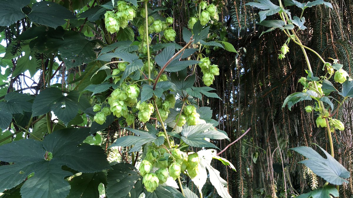 marklocklear's tweet photo. I see myself enjoying a hoppy peach pepper cider next spring.  #ncHops https://t.co/DizprmI7uc