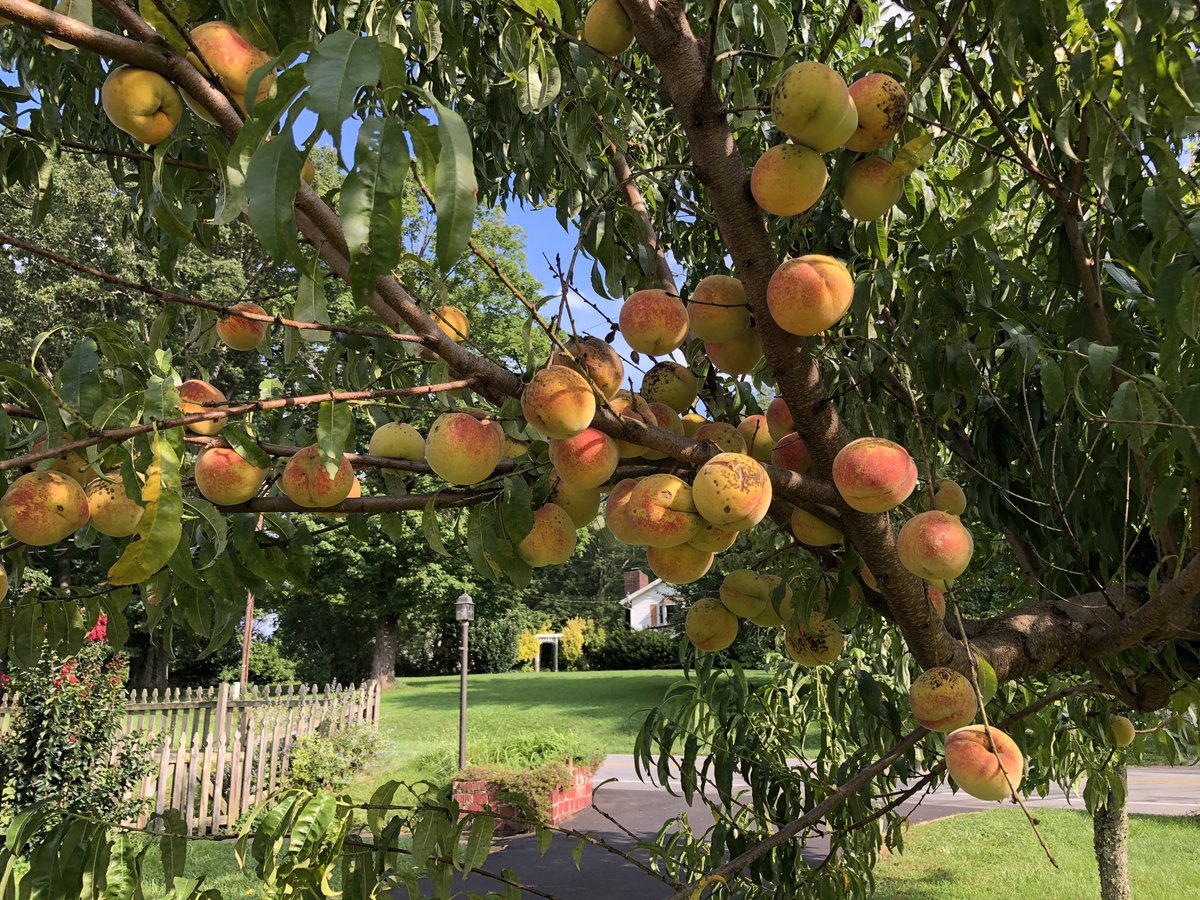 marklocklear's tweet photo. I see myself enjoying a hoppy peach pepper cider next spring.  #ncHops https://t.co/DizprmI7uc