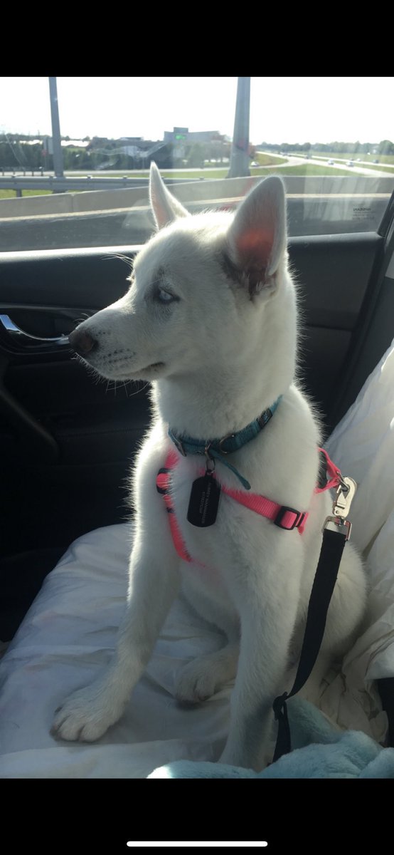 anwanamaker57's tweet photo. My little co pilot isn’t so little anymore :’) https://t.co/FVWZOmAYJw