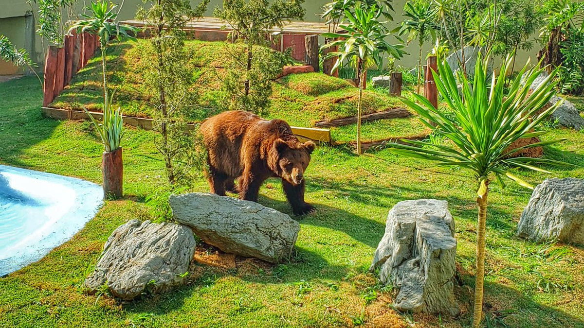 carlosbuenoDG's tweet photo. Agetul pretende manter urso Robinho no Zoológico de Goiânia  #Agetul #UrsoRobinho #zoológicodeGoiânia https://t.co/L9hXCCCxZ2 https://t.co/G8MtHsr8en