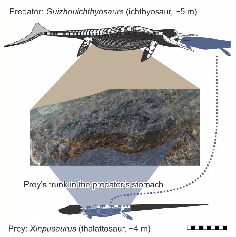 CRCiencia's tweet image. Artículo original (acceso libre) &amp;gt; Evidence Supporting Predation of 4-m Marine Reptile by Triassic Megapredator cell.com/iscience/fullt… by #iScience