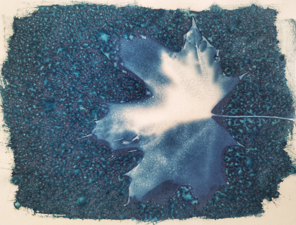 B0jimb0's tweet photo. A few of this week's cyanotypes. 
#cyanotype
#alternativeprocess
#art https://t.co/of27gQbY3H