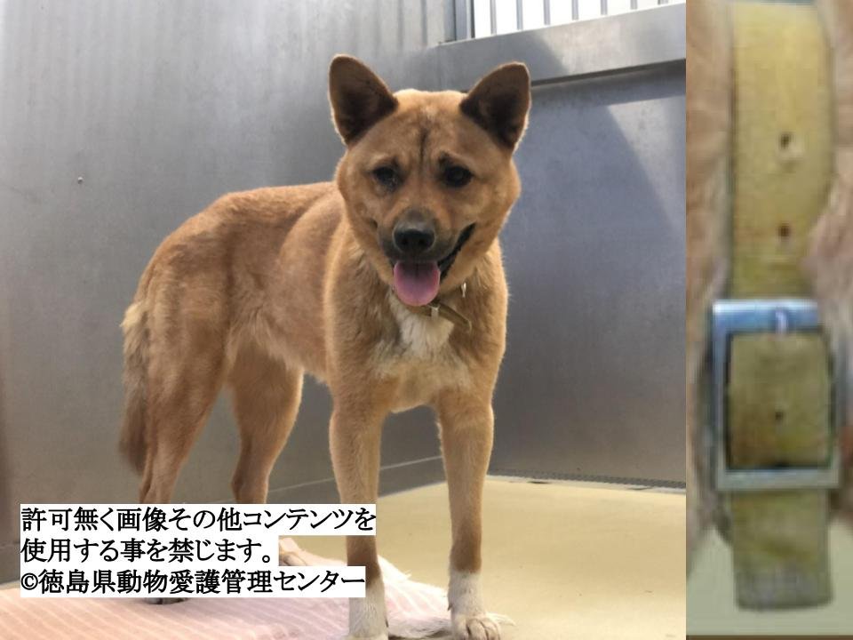 Japanesemichael Jackson 徳島県保健所 期限 9月2日 性別 女 年齢推定 中齢 犬種 雑種犬 体格 中 大 毛色 茶白 収容月日場所 8 13 海部郡海陽町 黄色布製首輪 迷子犬 徳島県 海部郡 海陽町 雑種犬 保健所 犬 黄色首輪 Japanesemichael Jackson 徳島県保健所 期限 9月2日 性別 女 年齢推定 中齢 犬種 雑種犬 体格 中 大 毛色 茶白 収容月日場所 8 13 海部郡海陽町 黄色布製首輪 迷子犬 徳島県 海部郡 海陽町 雑種犬 保健所 犬 黄色首輪