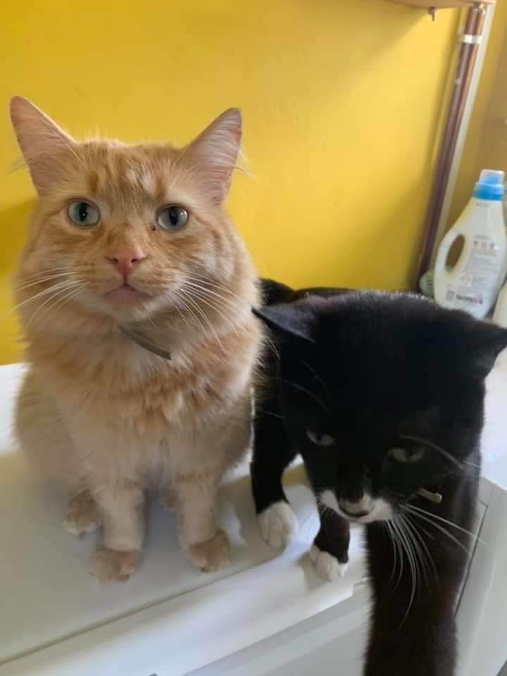 AlanDaffern's tweet photo. Thor went #Missing from #WittonGilbert #CoDurham #DH7 area. He is a #Neutered & #Microchipped long haired #GingerCat with a brown smudge over on eye and is wearing a grey flee collar and is very friendly.
https://t.co/CUAQU4X1CW
#lostcat #northeast https://t.co/wICrZ7AWw2