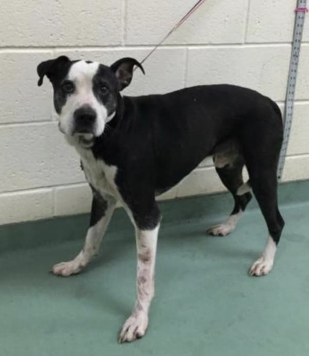 reddogsusie's tweet photo. #TN #MEMPHIS
🆘🆘SENIOR ALERT Greer 8yo hw- boy a sweet faced boy who was a little hormone driven in playgroup-loved rolling around in the mud! He would love 2B some1’s sofa buddy! Overlooked & with no pledges pls help! #ADOPT #PLEDGE #RESCUE #MASA241
https://t.co/uTuWdQbY4x https://t.co/Q8t6A5t81s