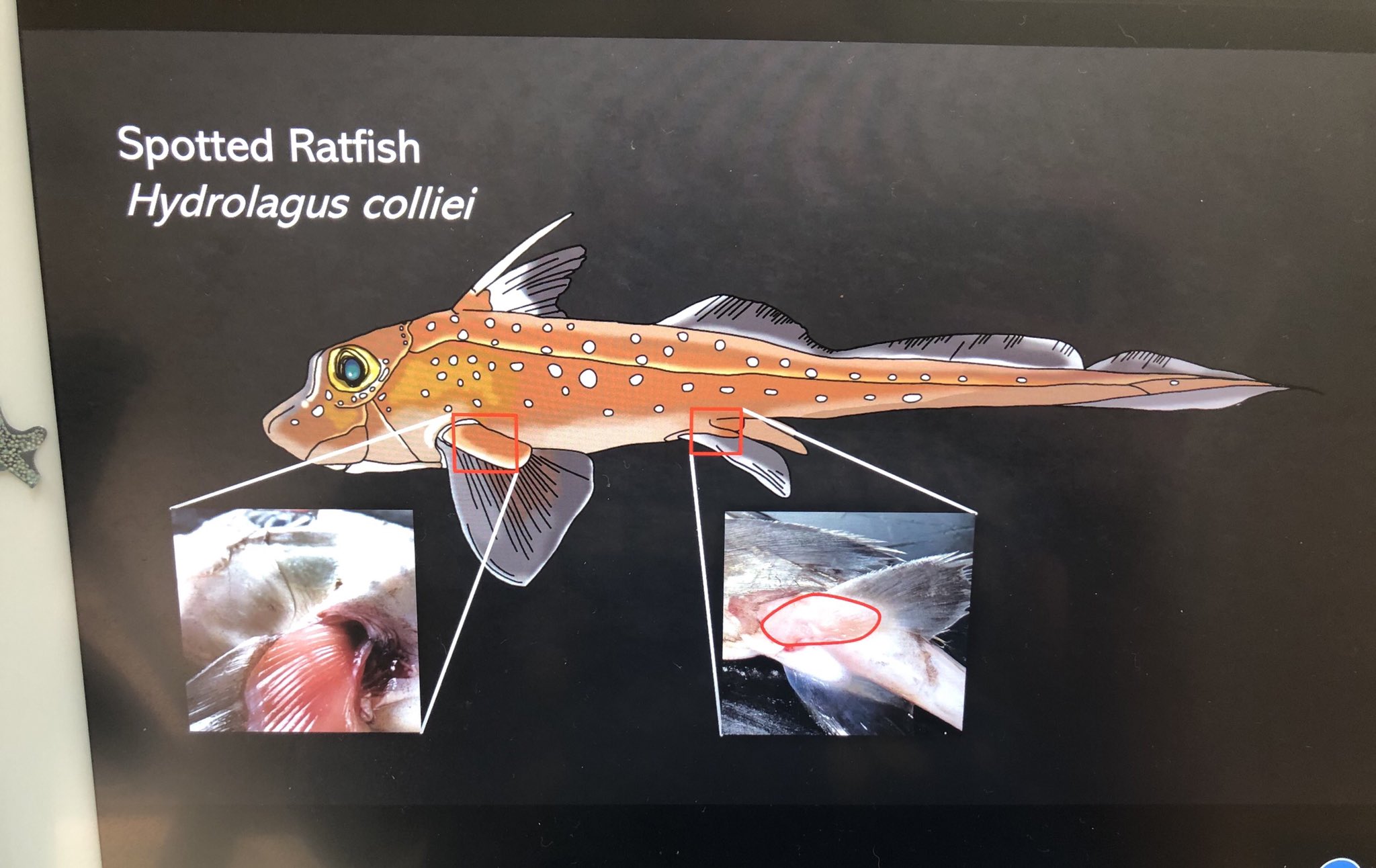 Kelsi Rutledge on Twitter: