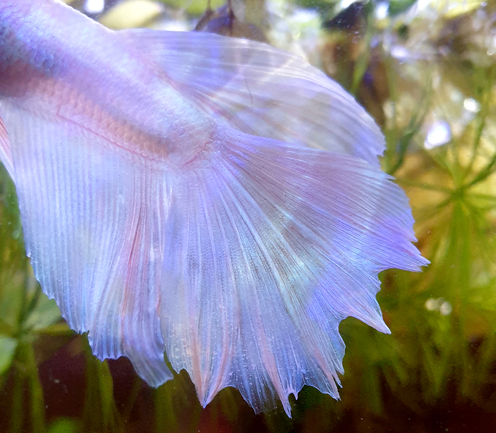 no further deterioration this morning. The rays that are still stuck appear to be slowly teasing apart. I hope that he can start repairing the damage and get his beautiful full tail back!Still not sure what *caused* it but wydThanks for all the help you guys offered!