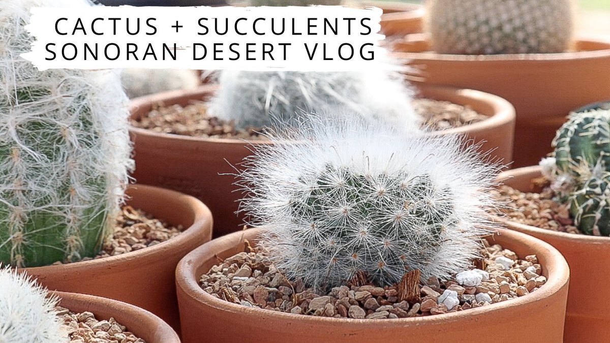 Just a casual 40 min vlog for today's Plant Therapy Thursday. Cactus + Succulents | Spend the day with me. youtu.be/TuiIfI-XMRI #planttherapy #cactus #succulents #Tucson #sonorandesert