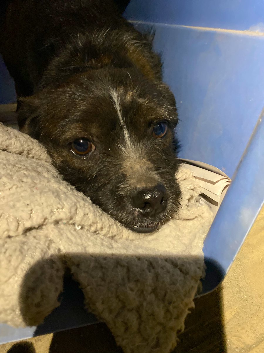 carolinapinoc's tweet photo. Ya lista esta pequeña para mañana esterilizarse y poder optar a una familia! Tiene tanto miedo aún a humanos 🥺 la ayudamos a cambiar esa carita de pena? https://t.co/CklsAYwFa1