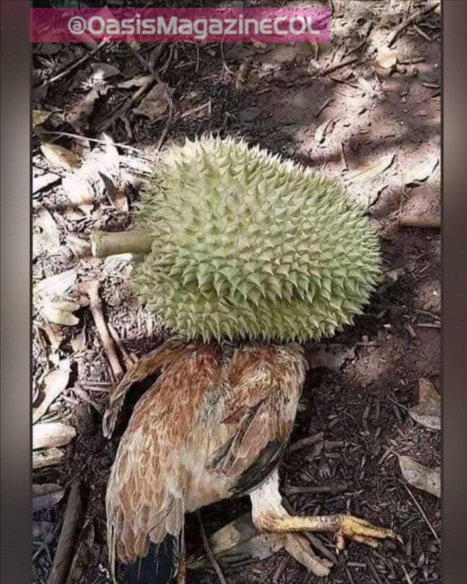 OasisMagazineco's tweet photo. #HumorOasis | Si del cielo te caen #guanábanas, aprende hacer juguito con sudado de pollo 😅😅😅.
#OasisMagazineCol #Información #Noticias #Entretenimiento https://t.co/v4bLcmTFRL