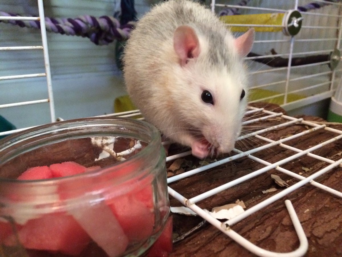 It’s watermelon day! #RatsOnTwitter