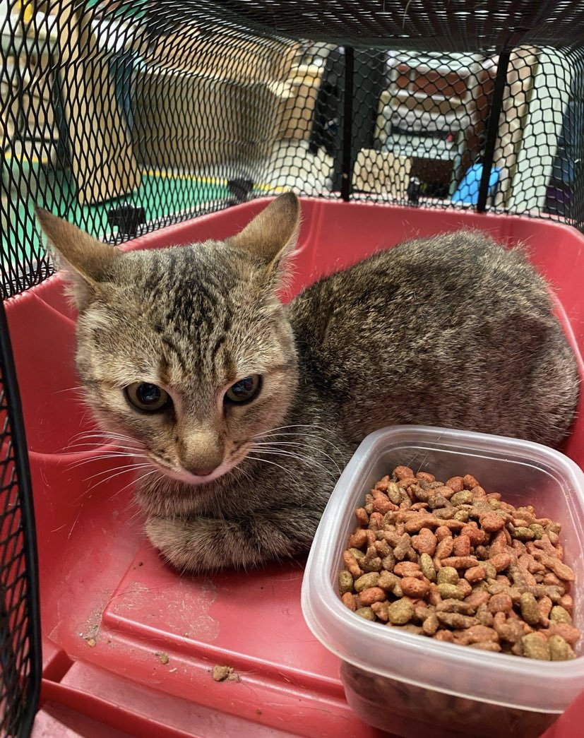 Damaris95980325's tweet photo. Gatita d 1 año aprox,busca hogar RESPONSABLE Y AMOROSO. Se entrega desparasitada,Vacunada y esterilizada. Urge por favor 🆘 RT🙏🏼@MorganaleFay_ @jan_bites @GatitosCdmx @Alebichir @LordGatus @Apoyo_Croqueton @Myfamilydog @MascotasSismo @GatitosCdmx @KoshkaElGatito @GregorioRefugio https://t.co/VaJ5OSsYjs