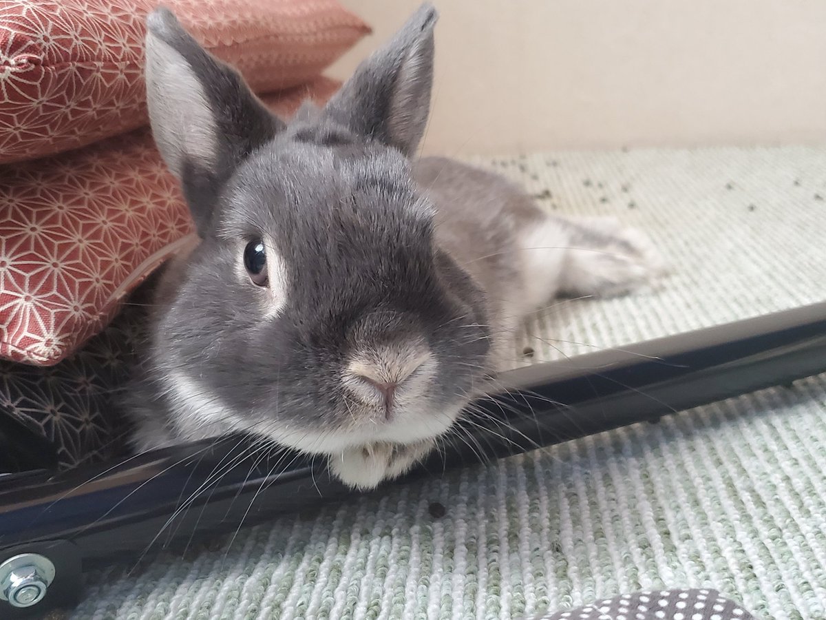 うさぎさん好き