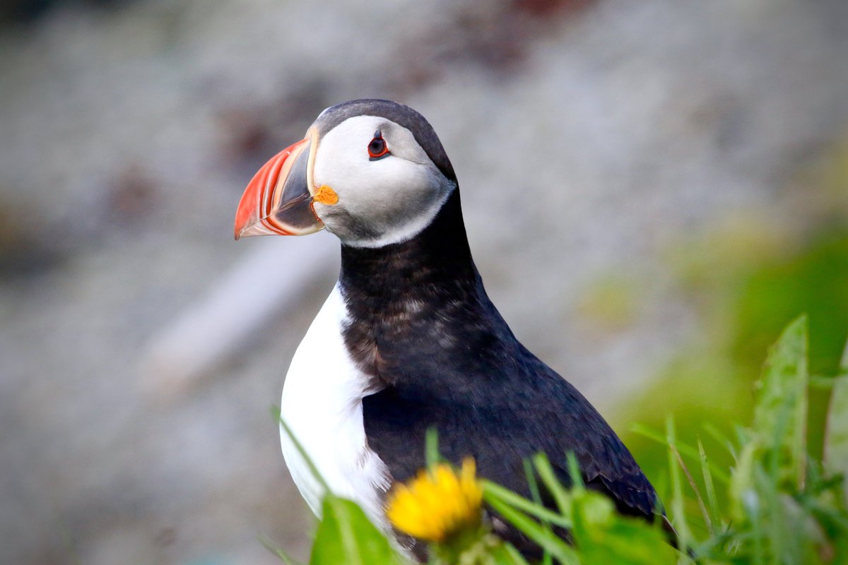 icelandvisitor's tweet photo. This #iceland #guide #book by local, full color and 345 page Lokal is best to guide you>https://t.co/5ypBG2zNXe<#puffins #sunsetphotography #sunset #solotravel #familytravel #travelblog #travelwriter #tblog #blogging #blog #wanderlustxl #thetravelwomen #globelletravels #gaytravel https://t.co/FgwM8Ts3Ad