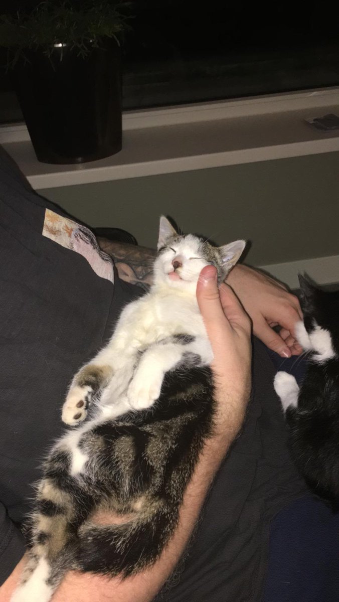 Because my other furry friend sadly passed away after 16 years I wanted to give another furball a good life. Meet this 9 week old cutie. 😍