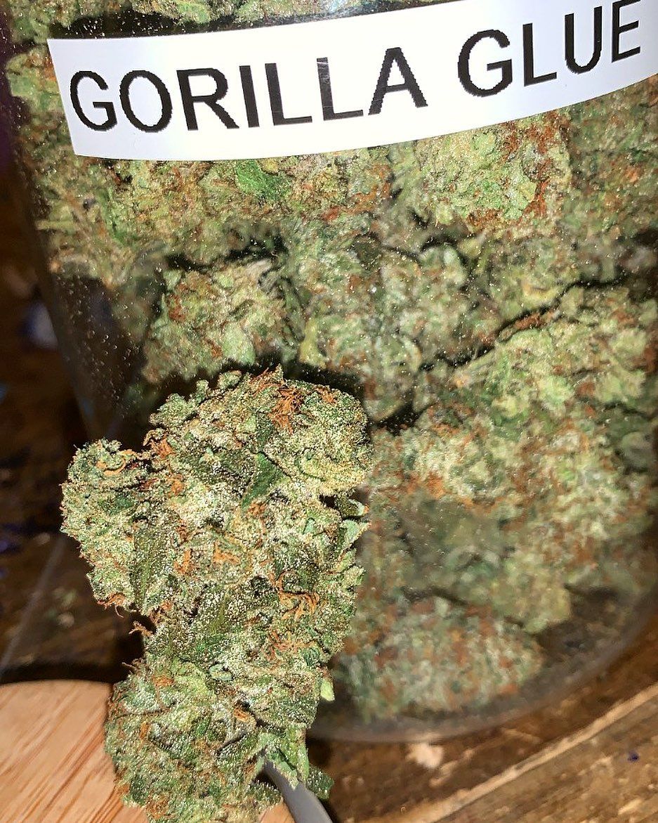 #hightimes #cannabisseed #WeedLovers #PURPLEHAZE #smokinghigh #granddaddypurp #WeedLovers #CannabisCommunity