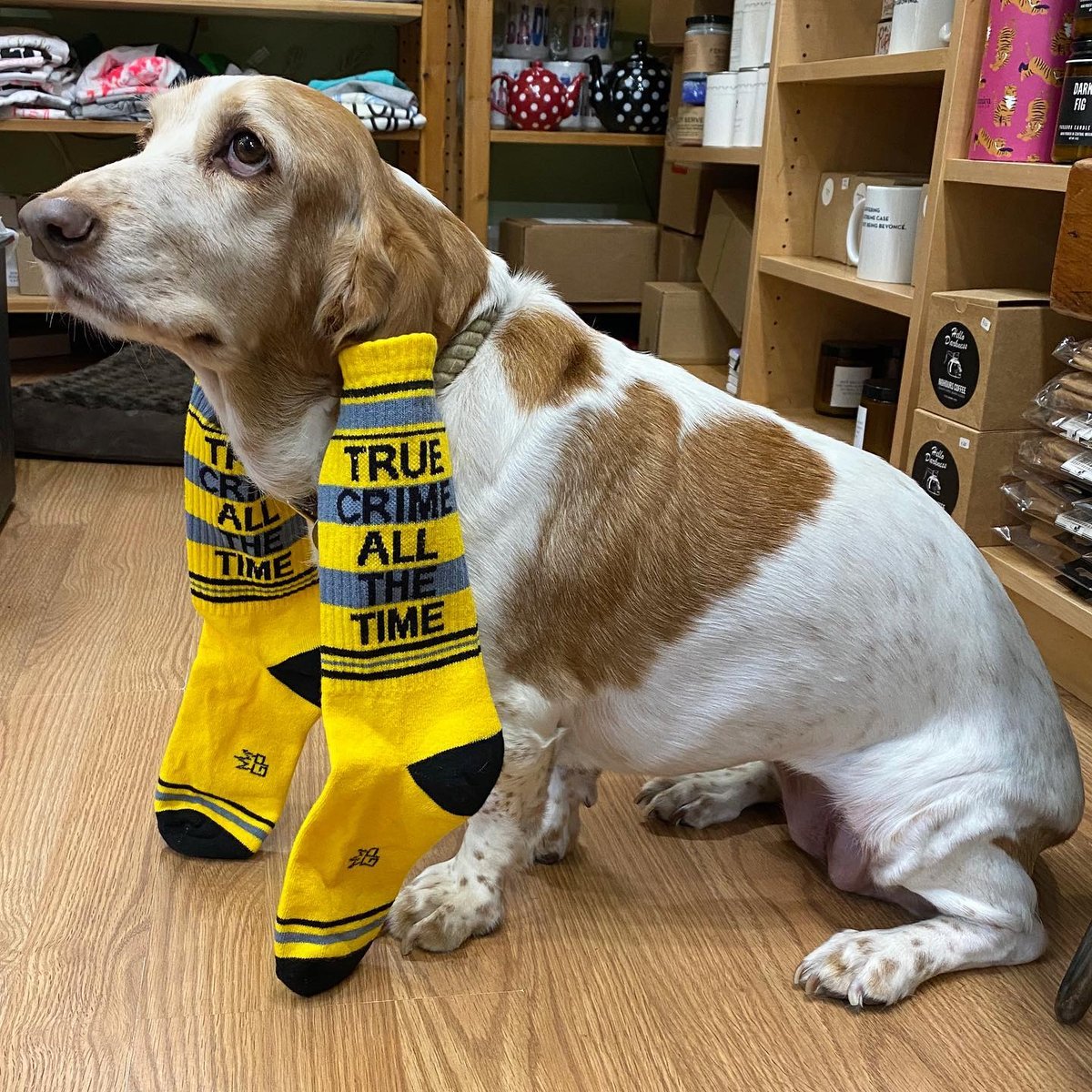 Did we share this photo already? Would you even care?

We cannot get enough of super sock model of the world @saddestbasset flaunting one of our current best sellers...!

#📷 <a href="/homebodybtque/">Homebody Boutique</a>