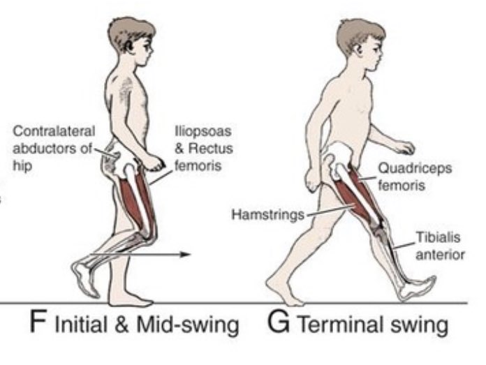 and initiate hip extension in gait. The proximal (upper) fibers of the hamstrings are more responsible for hip extension, while the distal (lower) fibers are more responsible for knee flexion and eccentrically controlling knee extension.So we can't ignore the fact that the