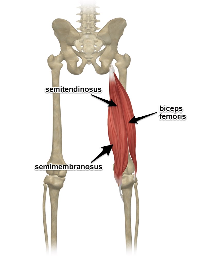 LATERAL HAMSTRINGSBiceps femoris (long head) = 50–60 degrees of knee flexionBiceps femoris (short head) = 70–80 degrees of knee flexionMEDIAL HAMSTRINGSSemitendinosus = 90–100 degrees of knee flexionSemimembranosus = full knee extension