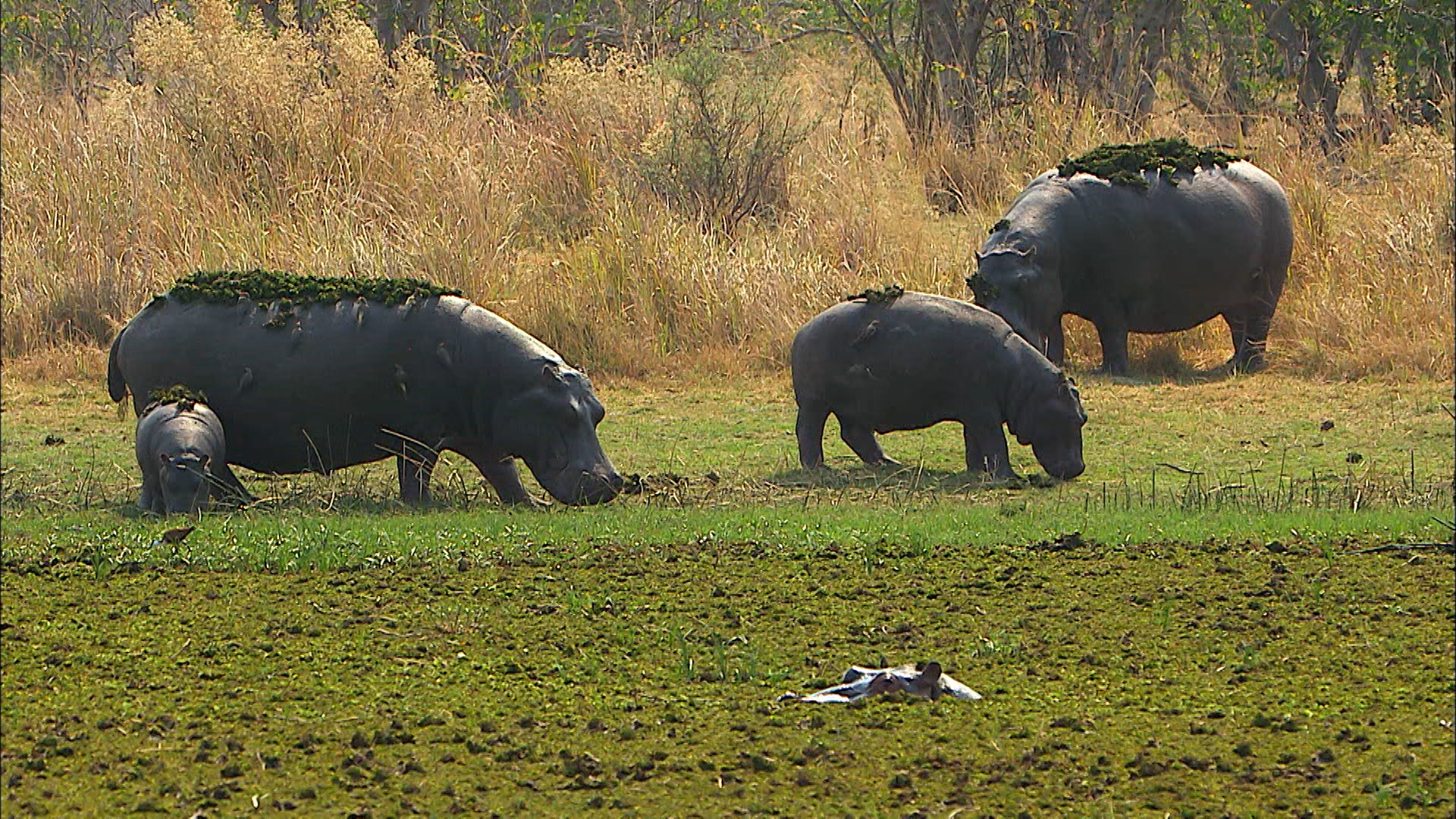 世界遺産 オカバンゴ デルタ のふしぎ３ 大湿原にあみ目状の模様をつくり出した張本人は カバたち 水路は けもの道 です カバは泳がずに 湿地の底をけって走ります T Co Rt1acj0whl Twitter