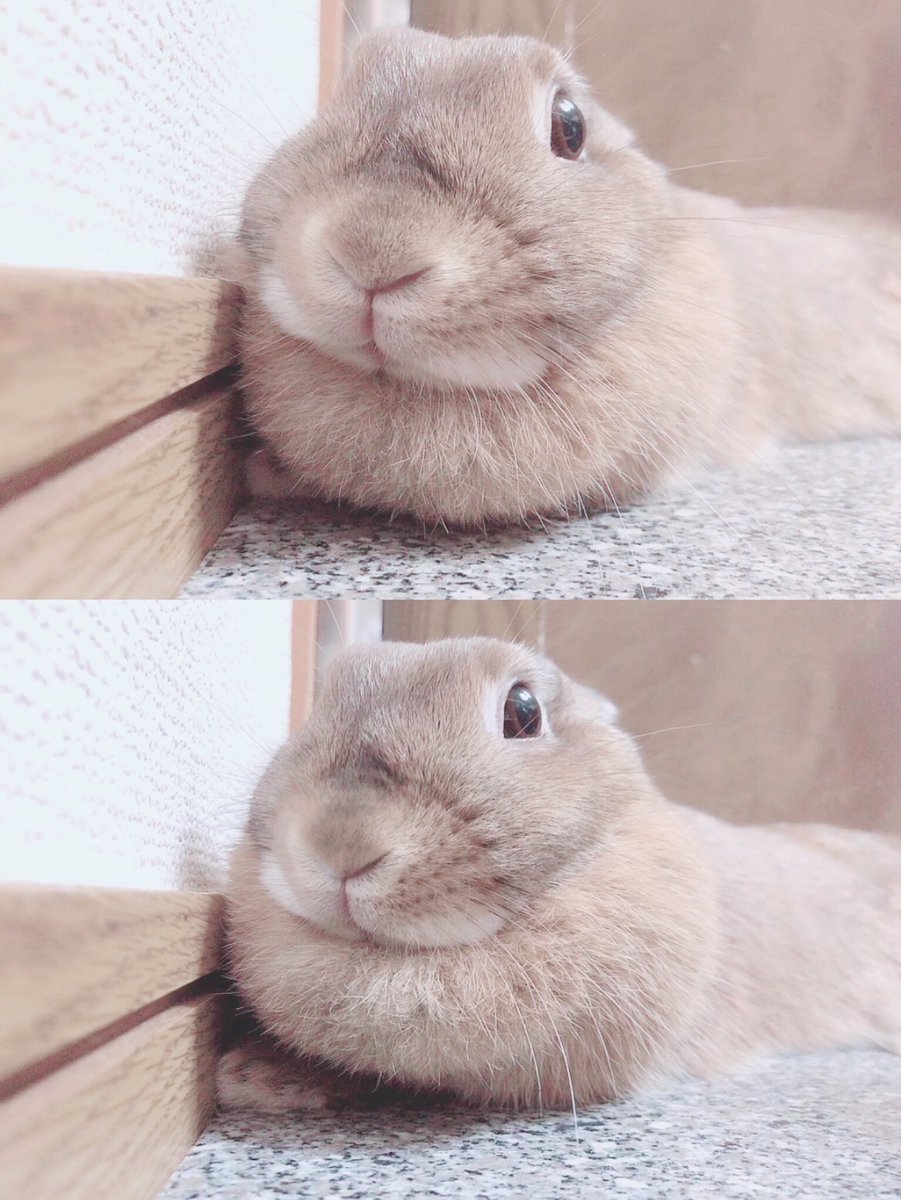 カワウソ感強めの麦ちゃん