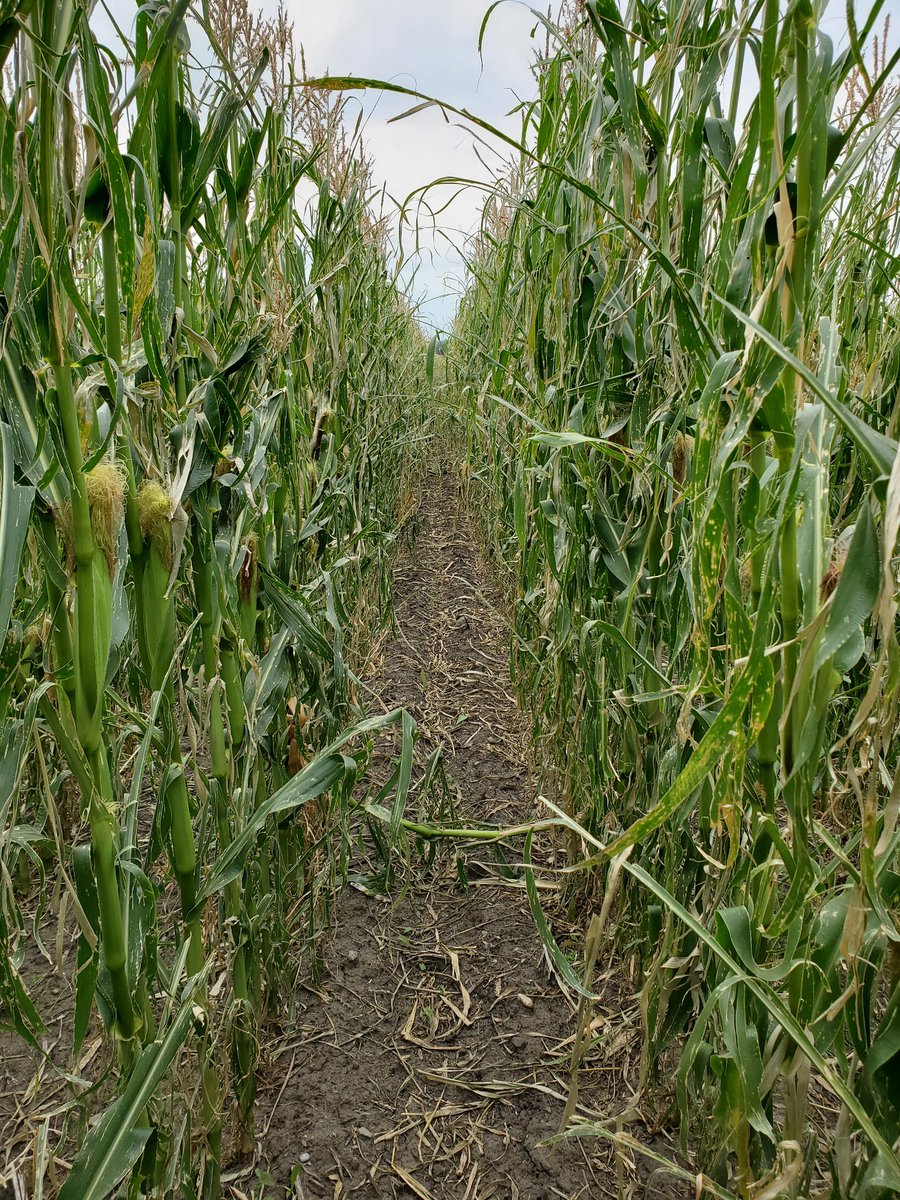 MikaylaMorden's tweet photo. Do they make hail resistant corn yet? ๐ #whitecombine #hailAB #abag #nextyear @PioneerSeedsCA https://t.co/QXzVPC8XLA