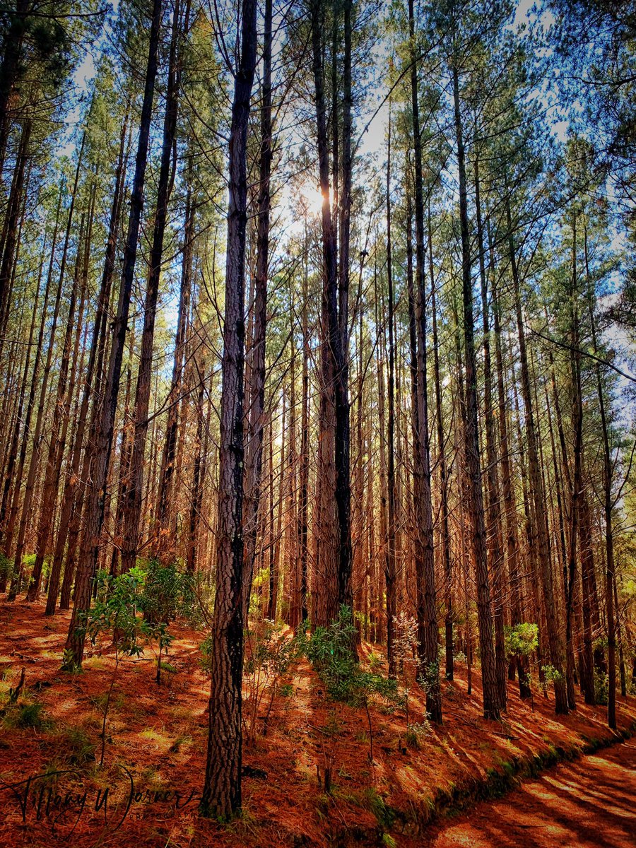 Forest walks during #COVID__19 are the best 🌳🌳🌳 #lovewhereilive #mtmacedon #victoria #Australia