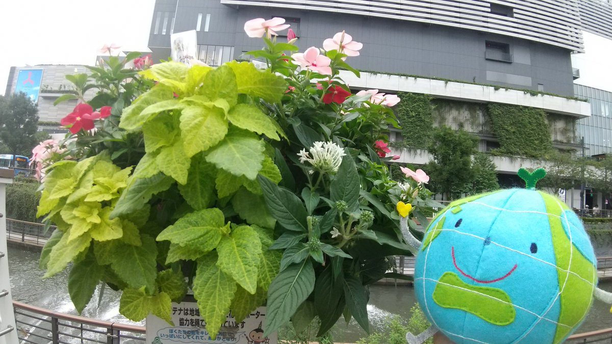 墨田区役所 夏の花のハンギングバスケットでおうち時間を楽しく過ごしてみませんか ハンギングバスケットの作り方の動画を現在公開中です 緑とお花で日々の生活を彩ってみましょう T Co F1zpoqq6sm