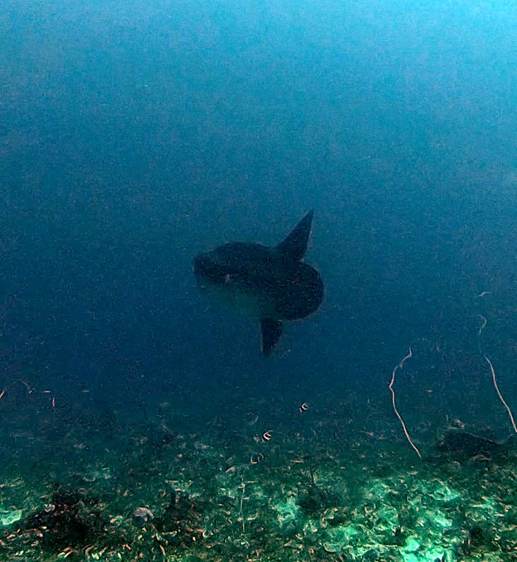Mola season is here! This crazy creature came up to say hi on one of our dives last week! #Mola #MolaMola #Sunfish #ScubaDiving #NewNormal #Diving #Bali #Indonesia #Lembongan #Penida #CyralBay #PMG #MantaPoint #Underwaterphoto #GoPro #UnderwaterVideo