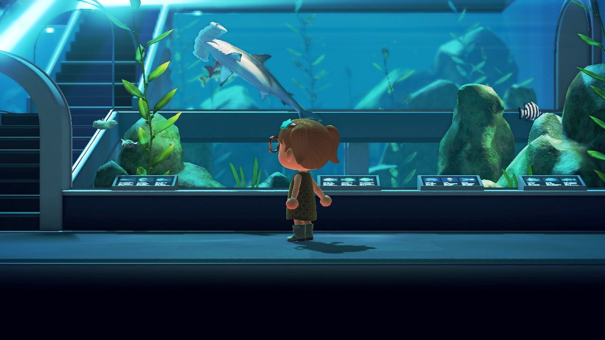 missemmagrace's tweet image. #everyweekissharkweek